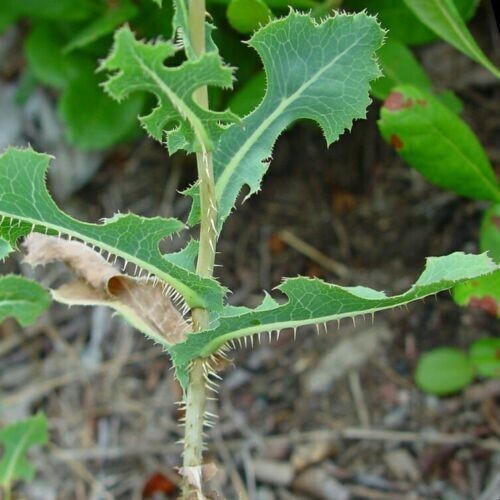Prickly Lettuce (Lactuca serriola) Seeds