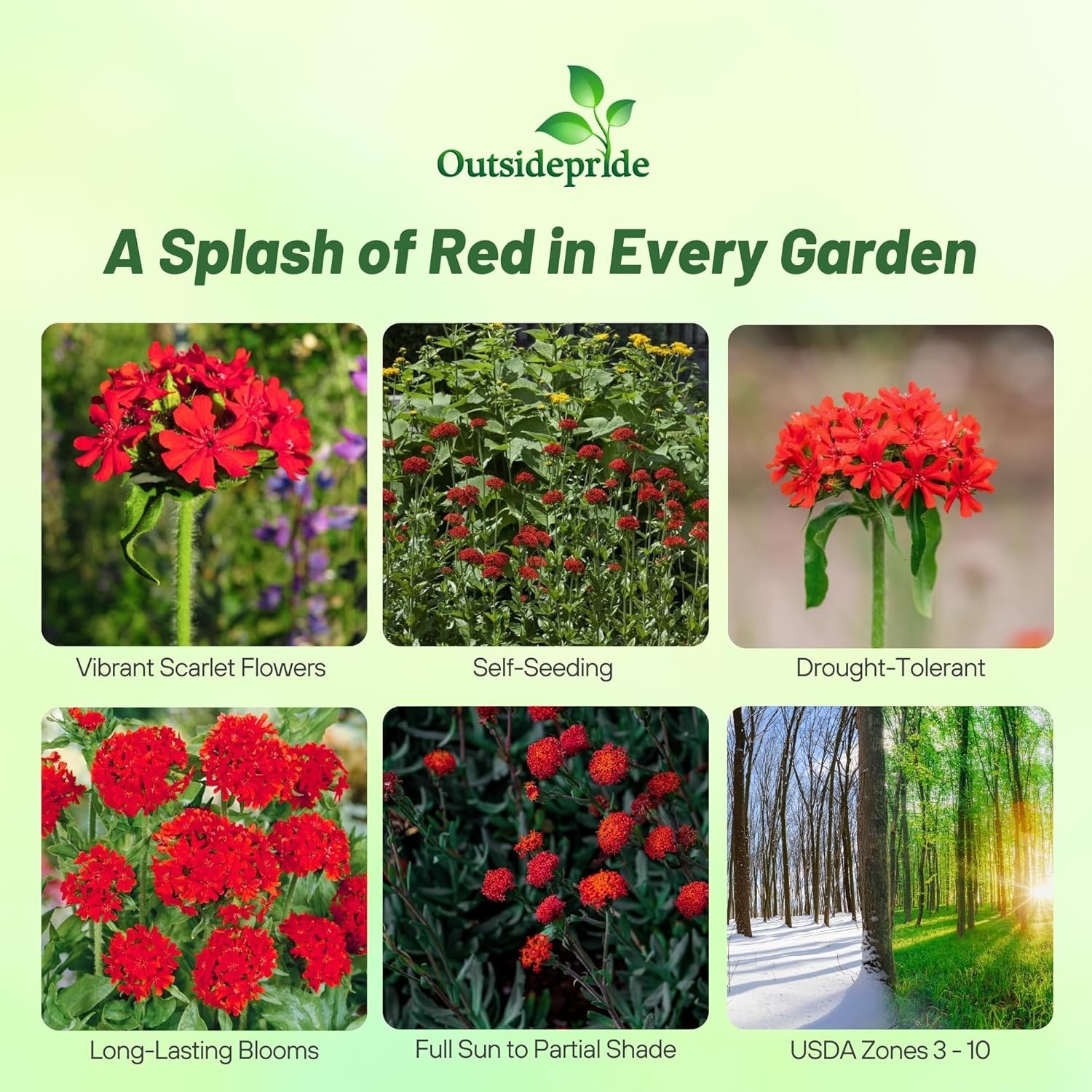 10000 Seeds Lychnis Seeds – Maltese Cross Lychnis Chalcedonica Flower Seed