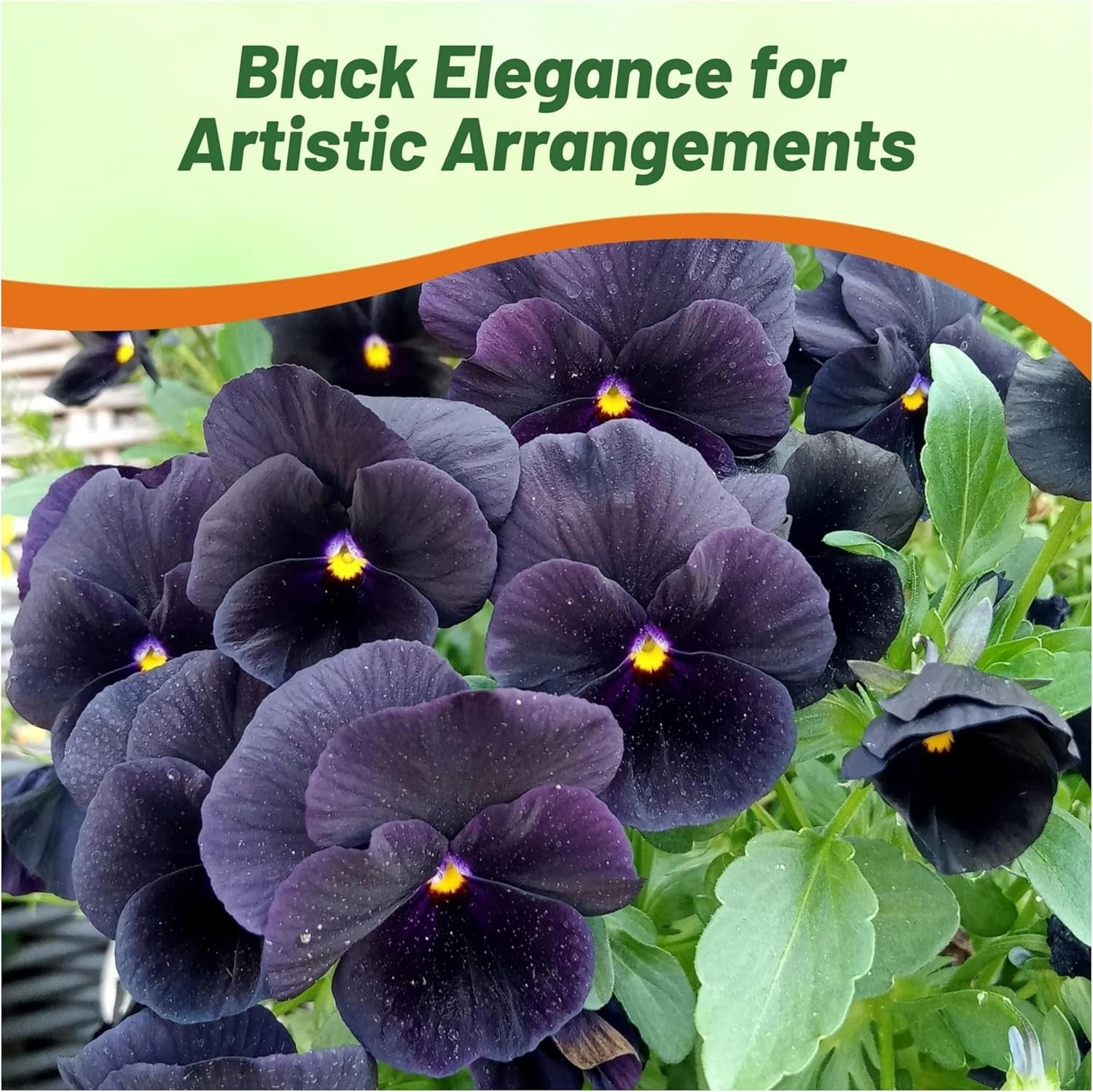 1000 Seeds Black Viola Pansy Seeds For Planting – Wittrockiana Clear