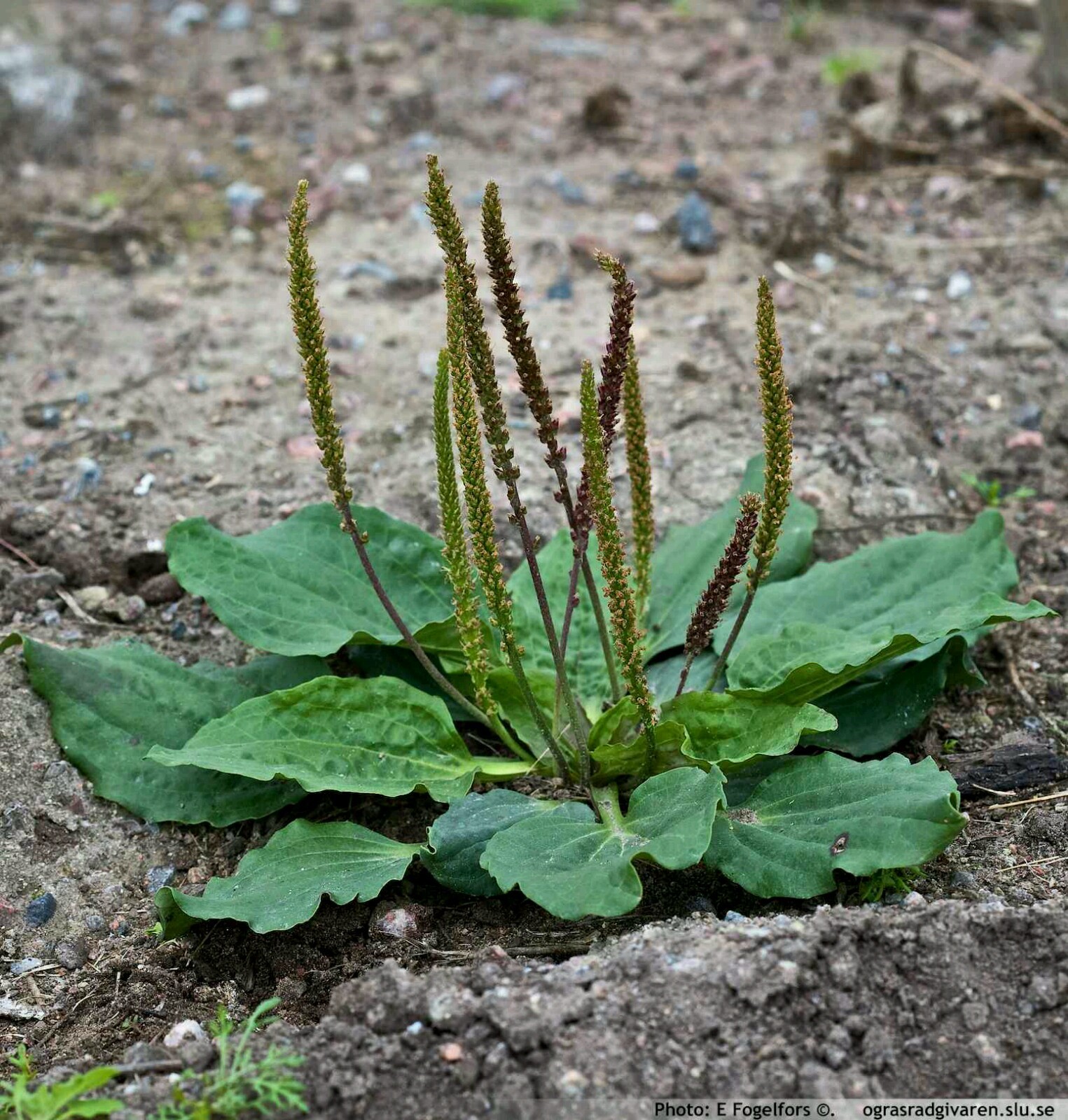 5,000+ Organic Broadleaf Plantain ~ 1 Gram Bulk Seeds ~ Plantago major Free Ship