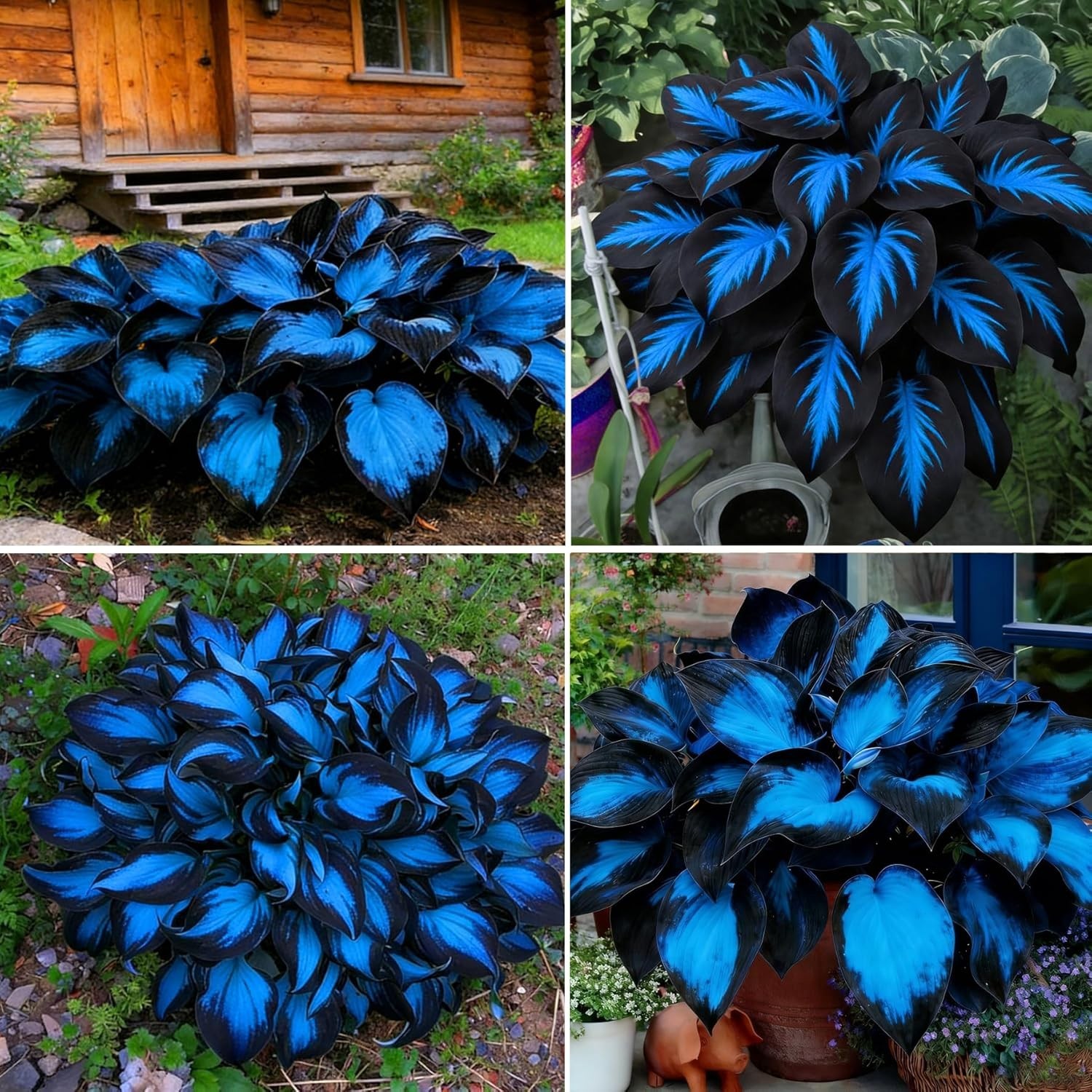 220+ Hosta Seeds Blue Perennial for Planting,Hosta Seeds Blue and Black,Rare Hos