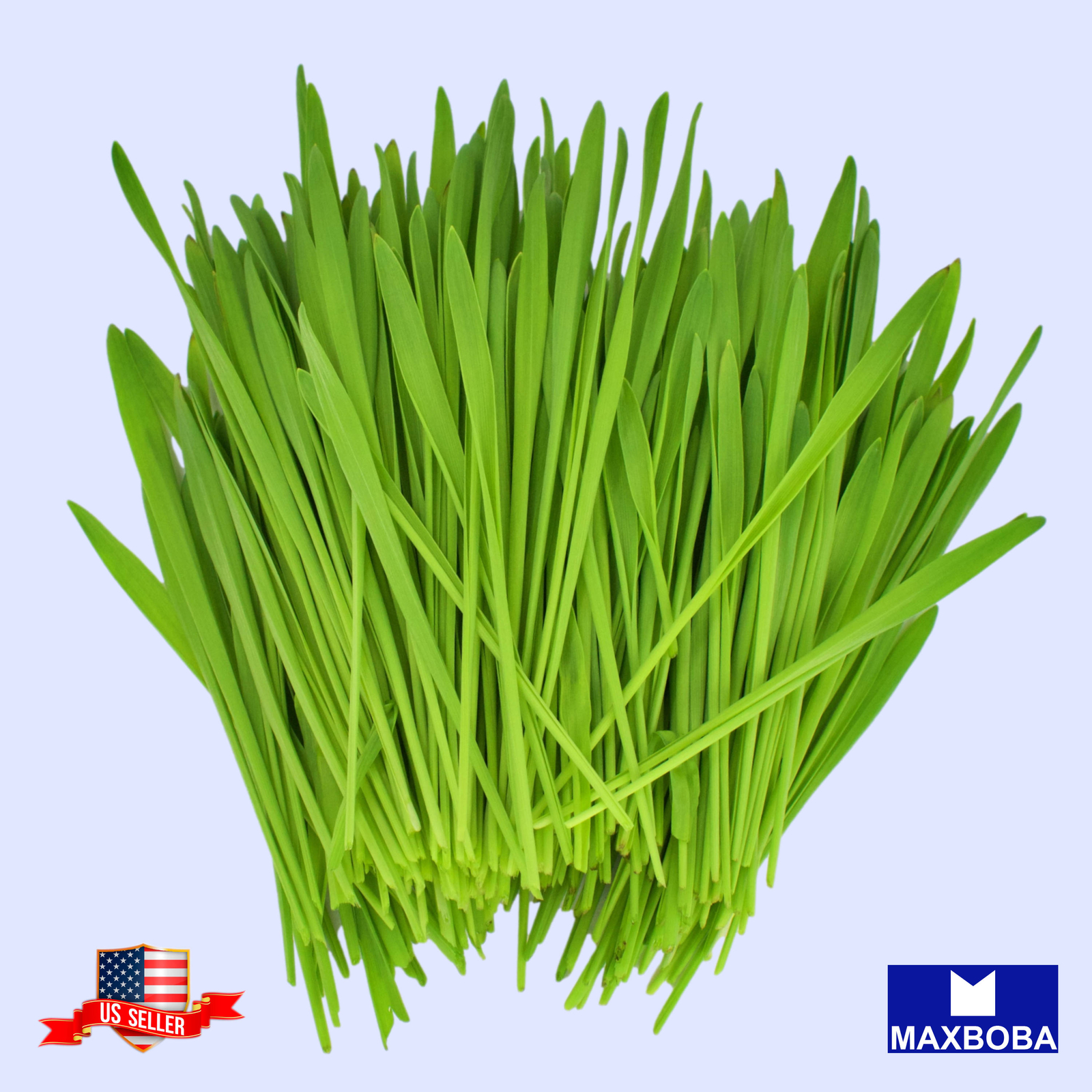 600 Barley Whole (Organic) Grass Seeds Non-GMO BOGO 50% OFF