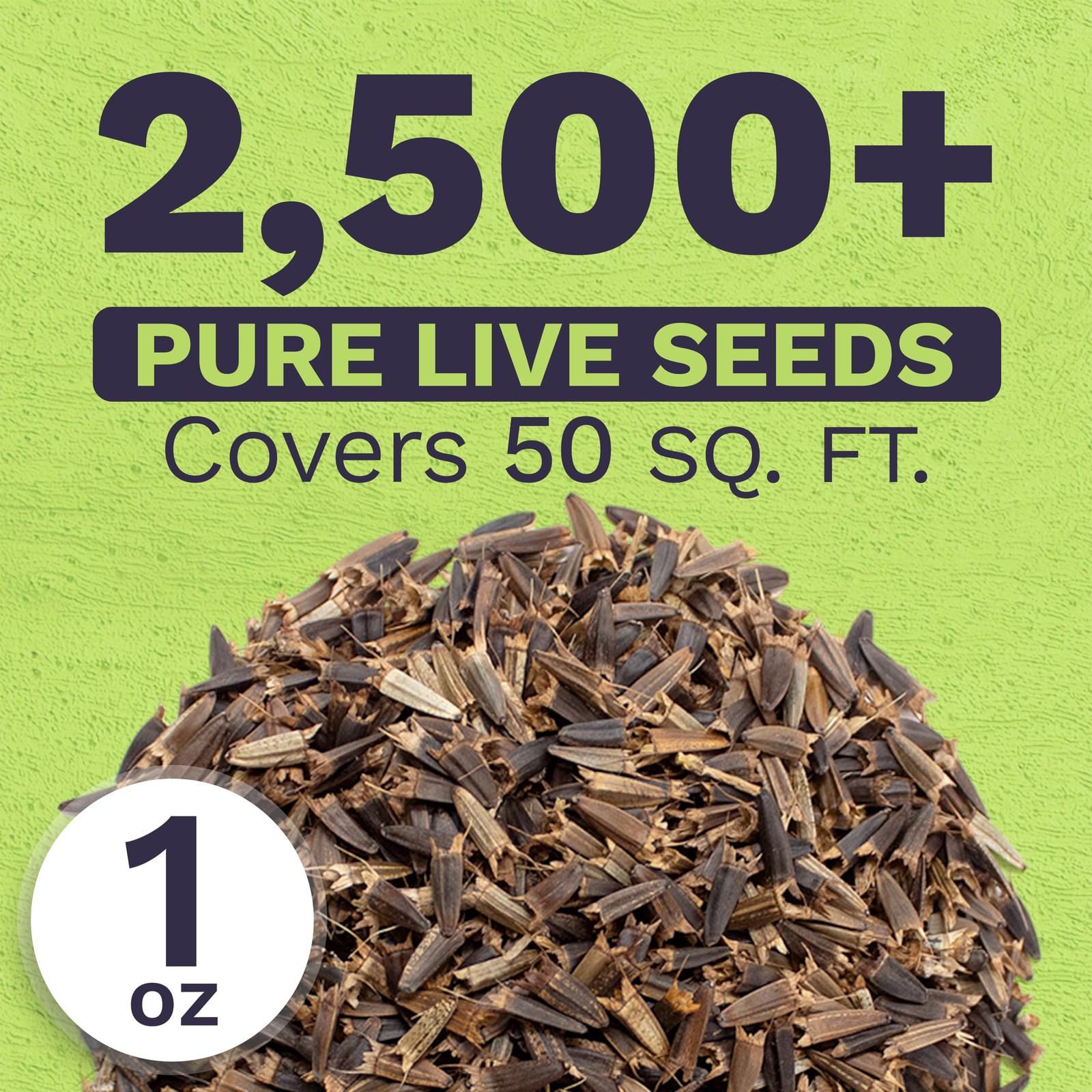 Mexican Sunflower Seeds Extra Large Packet Over 2,500 Open Pollinated NonGMO