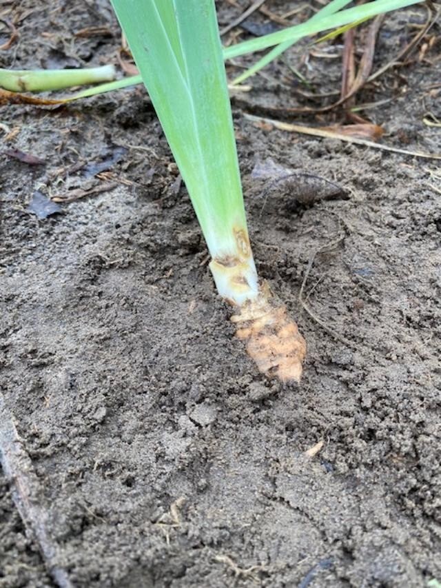 5 REBLOOMING Iris Rhizome “Summer Holidays” Tall Blue Bearded Repeats Early/Late