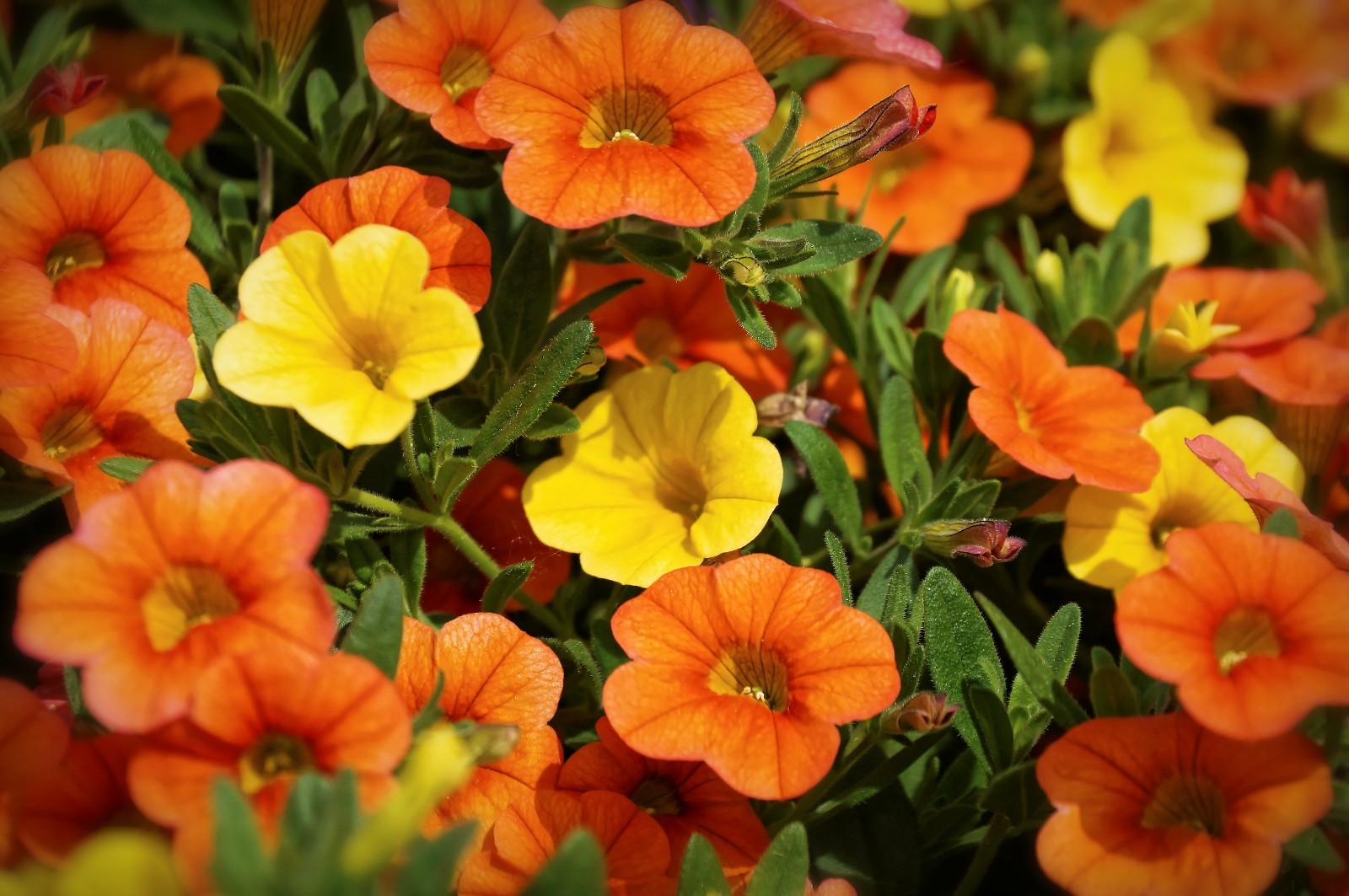Jewel Mix Nasturtium Flower Seeds | Heirloom | Non-GMO | Fresh Garden Seeds