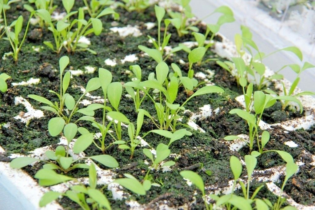 1001+PLAINS COREOPSIS Seeds Native Wildflower Drought Heat Pollinators Tickseed