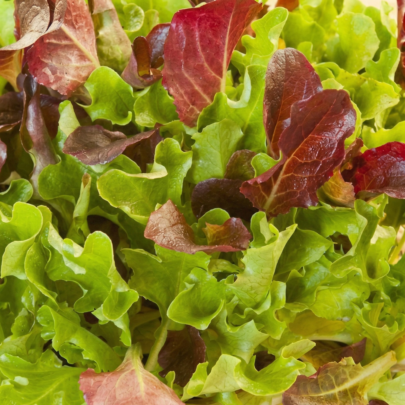 CHAOS SUMMER SURVIVAL SALAD MIX Seeds Heat Tolerant Greens Non-GMO 1500 Seeds!