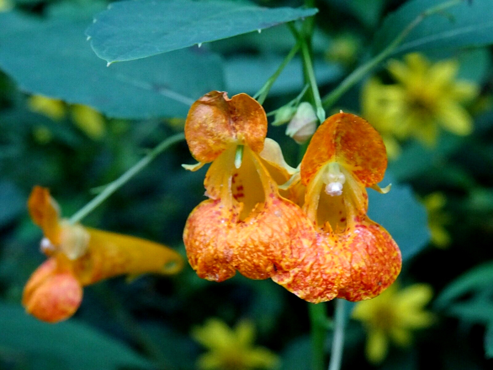 Jewelweed Impatiens Capensis TouchMeNot 40 seeds from 2023 Organic Hummingbirds