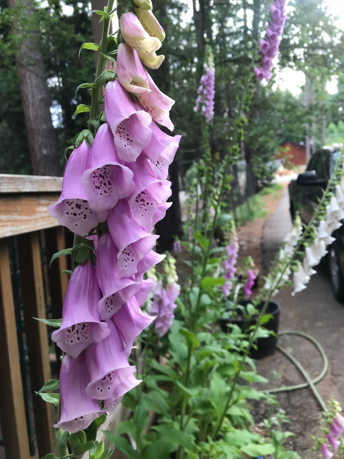 2 GRAMS FLOXGLOVE DIGITALIS (WILD) FOREST 2024 SEEDS, PERENNIAL FLOWER, NON GMO