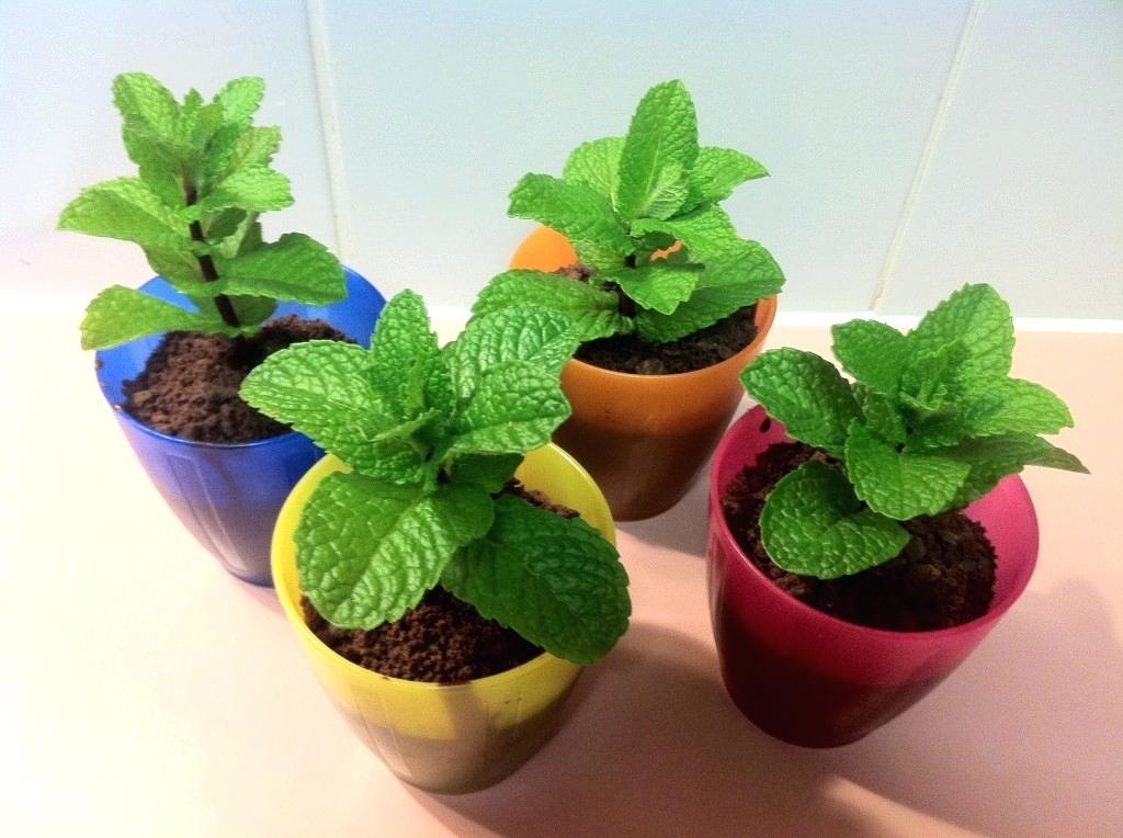 301+SPEARMINT Seeds Organic Herb Mint Tea Patio Container Vegetable Garden Easy