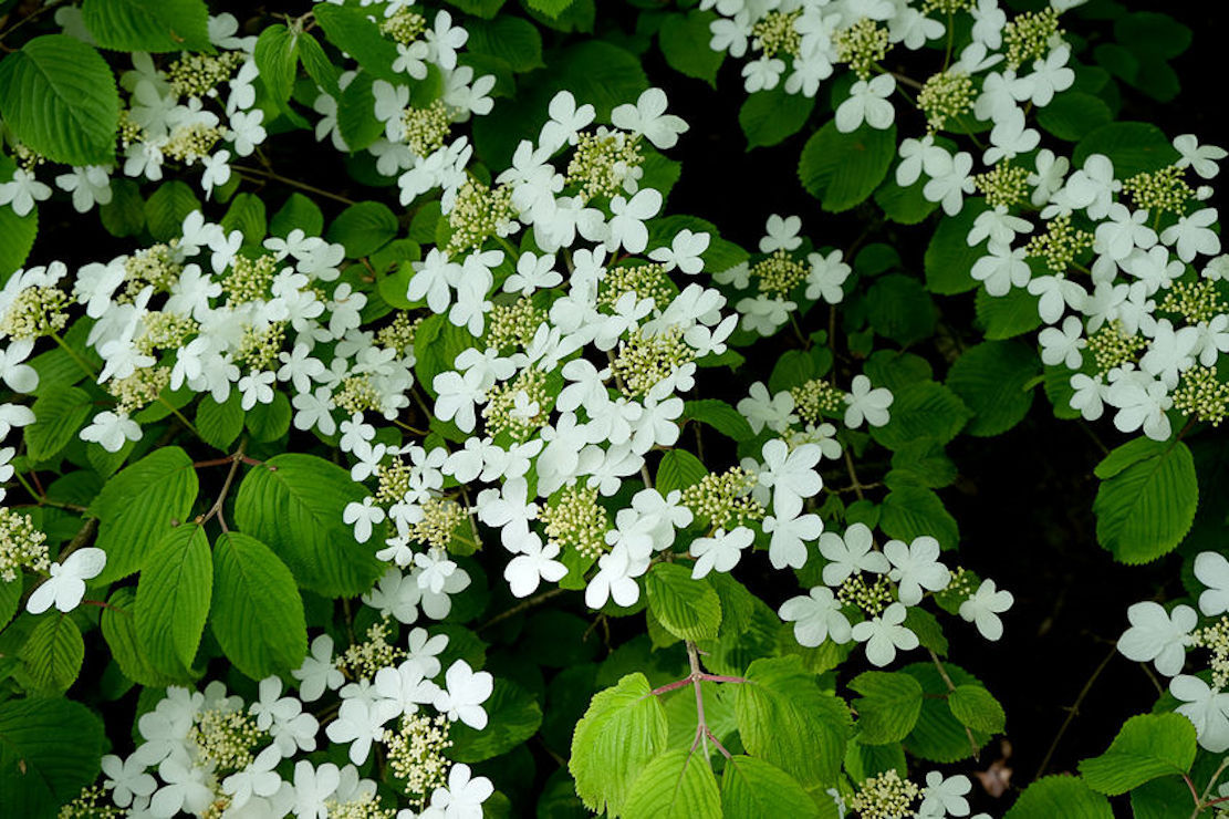 10 Seeds Blushing Viburnum Shrub or Bonsai – Standard Overstock