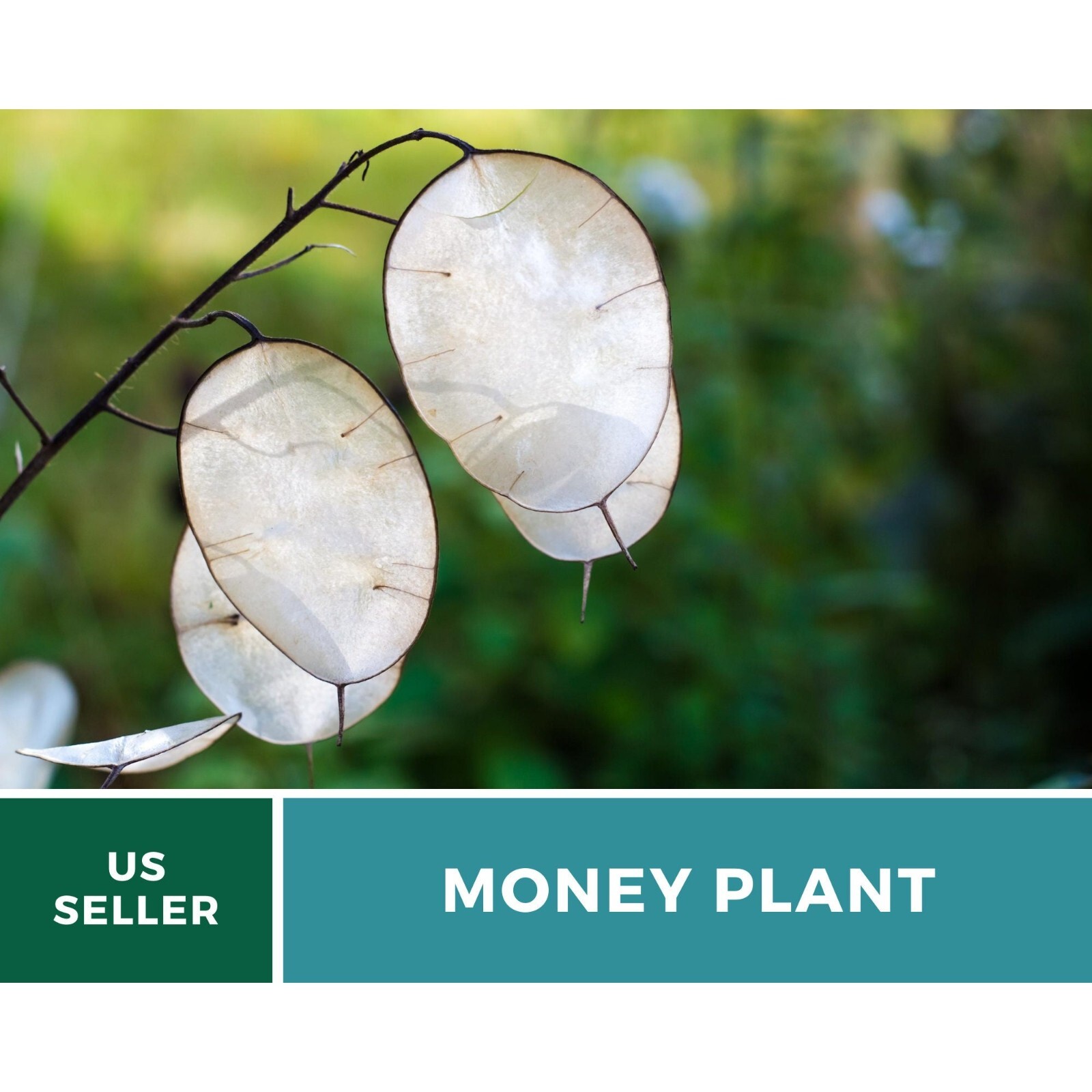 Money Plant (Honesty) – 20 Seeds – Heirloom Flower – Symbol of Prosperity and Ab