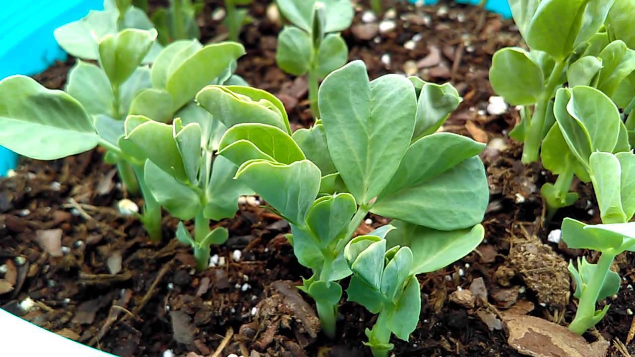 50+Sugar Pod SNOW PEAS Seeds Organic Spring Fall Vegetable Garden Container Easy