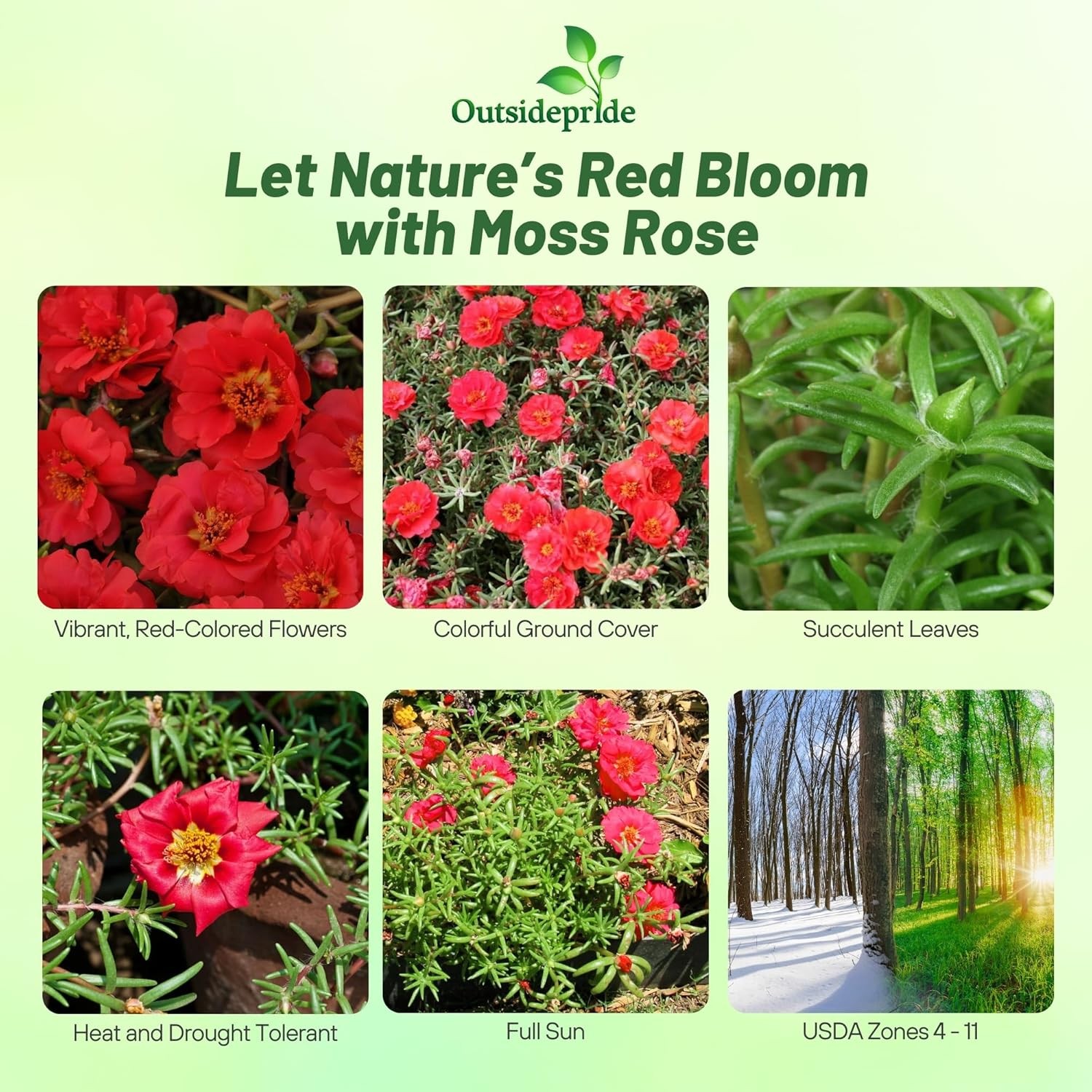 10000 Seeds Drought Tolerant Red Moss Rose Portulaca Ground Cover Plant Seed