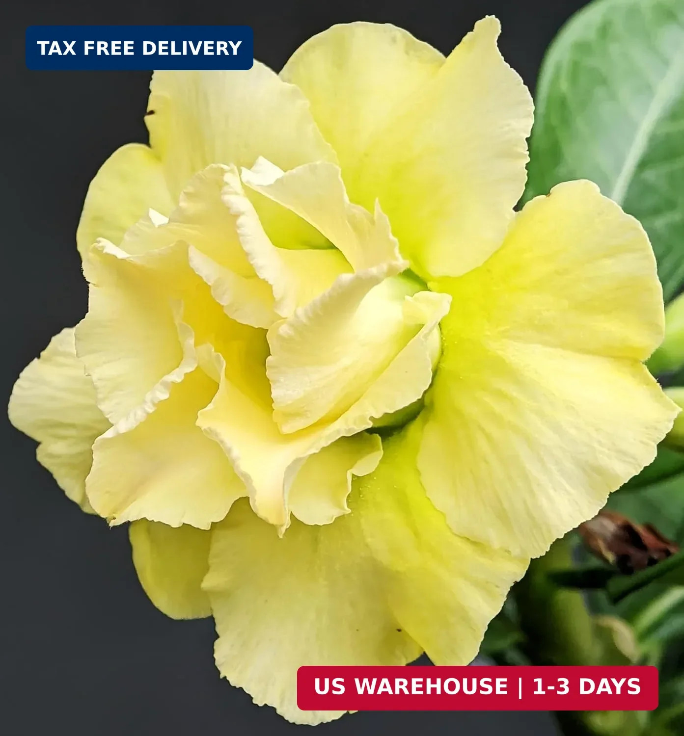 20 Desert Rose Seeds for Planting Mixed Color Ready to Grow Adenium Obesum Seeds