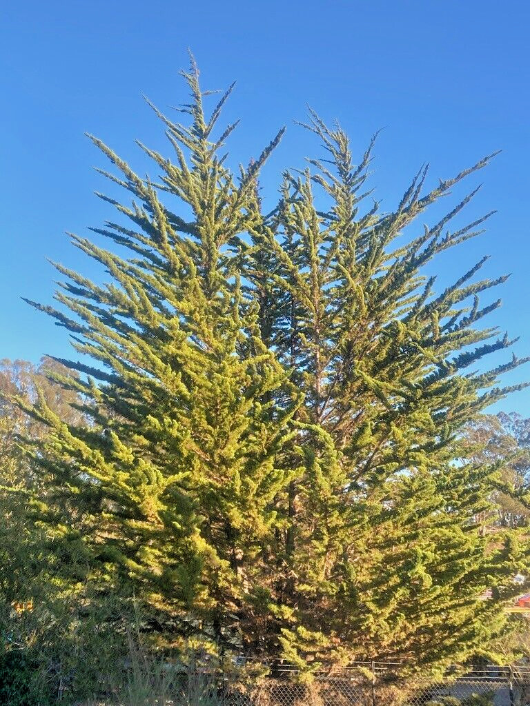 Monterey Cypress | Premium Seeds | Cupressus macrocarpa | Plants’®