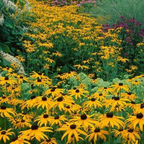 Black-Eyed Susan & Fancy Gloriosa Daisy Combo 190 Seeds~My Botanical Garden Club