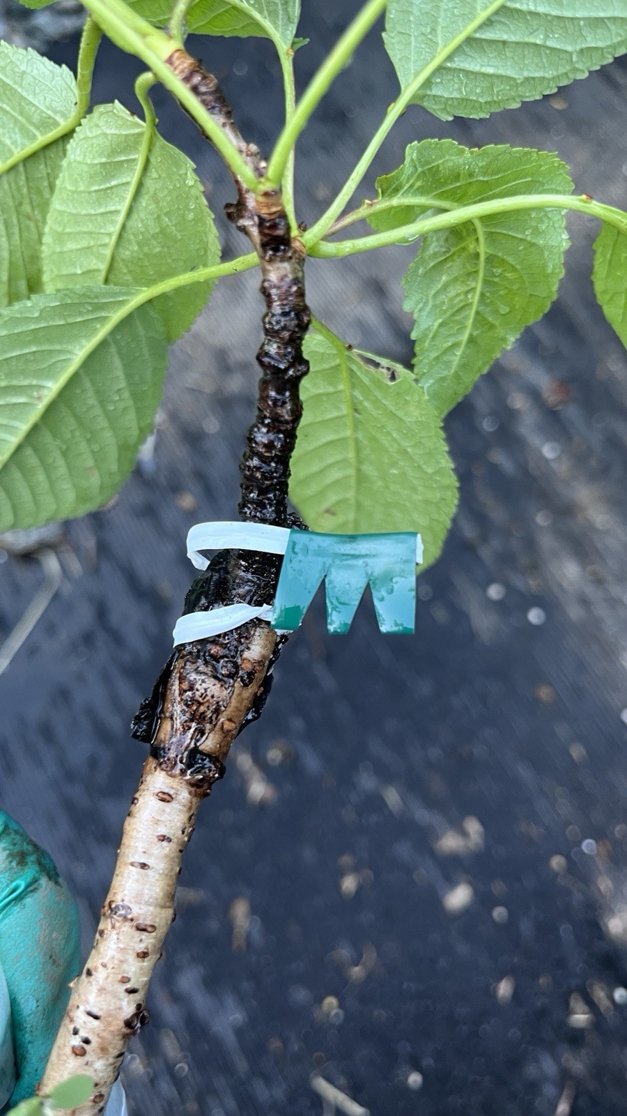 Schmidt’s Bigarreau Sweet Cherry 6-12 inches grafted plant dormant