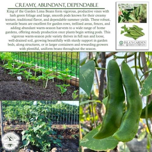 King of The Garden Lima Bean Seeds (Pole Lima, Phaseolus lunatus) – 25+ Non