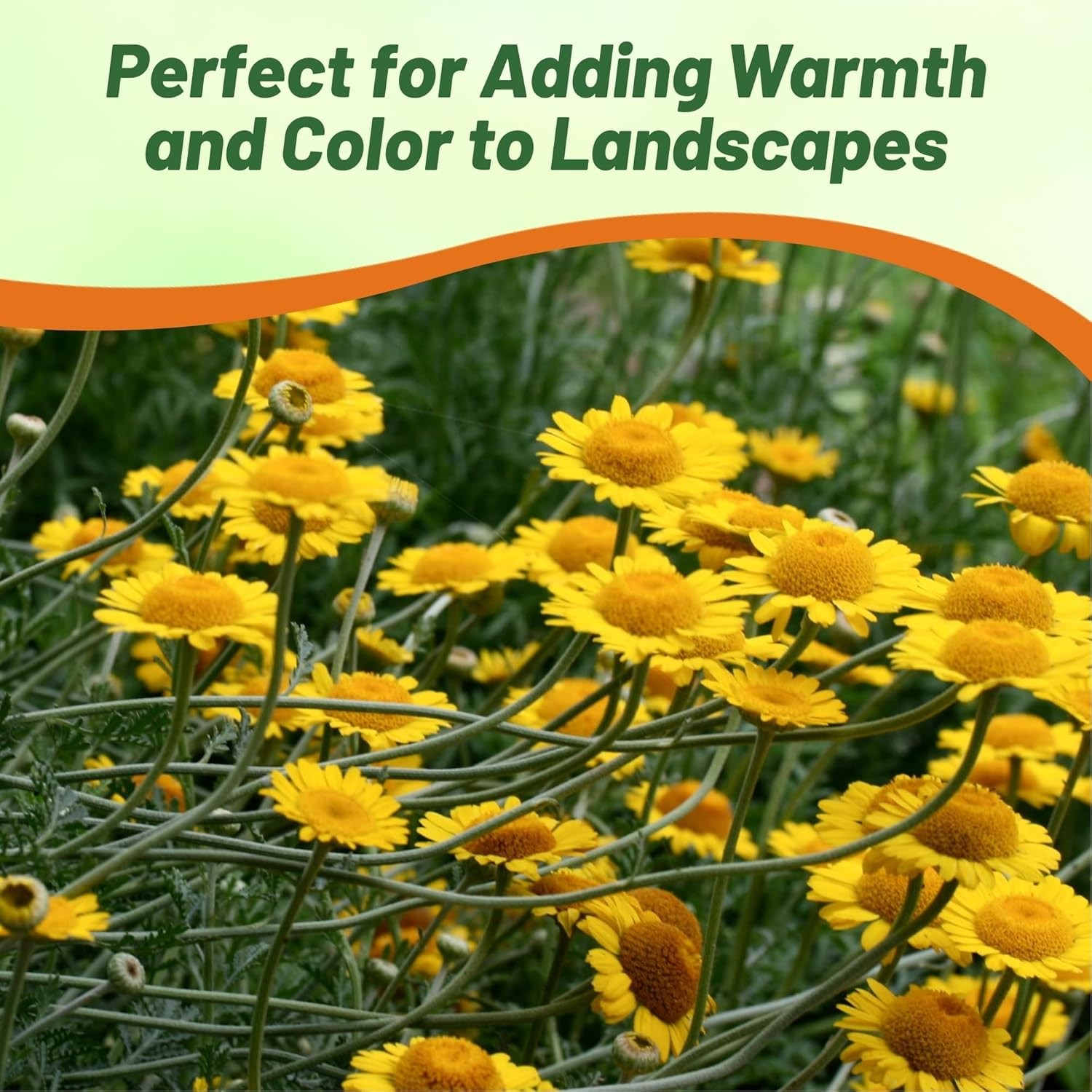 10000 Seeds Golden Marguerite Daisy Drought Tolerant Anthemis Tinctoria