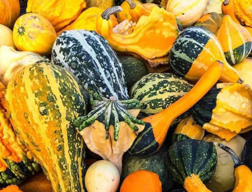 Gourd LARGE GOURD MIX Decorative Fall Season Kids Arts & Crafts Non-GMO 20 Seeds