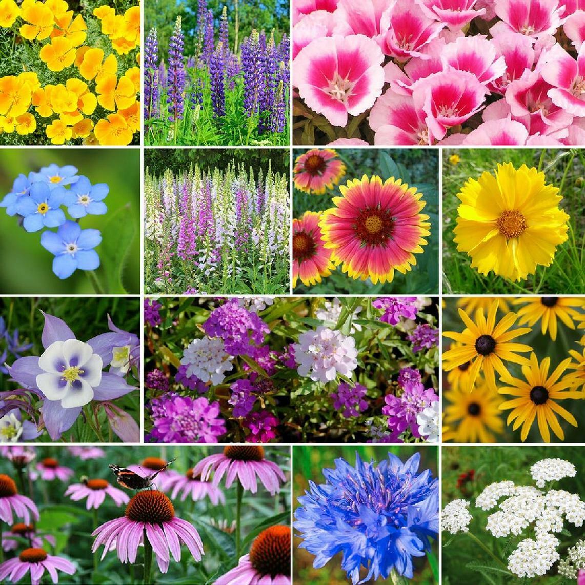 Deer Resistant Wildflower Seed Mix, 1/4 LB, 13 Species, FREE SHIPPING