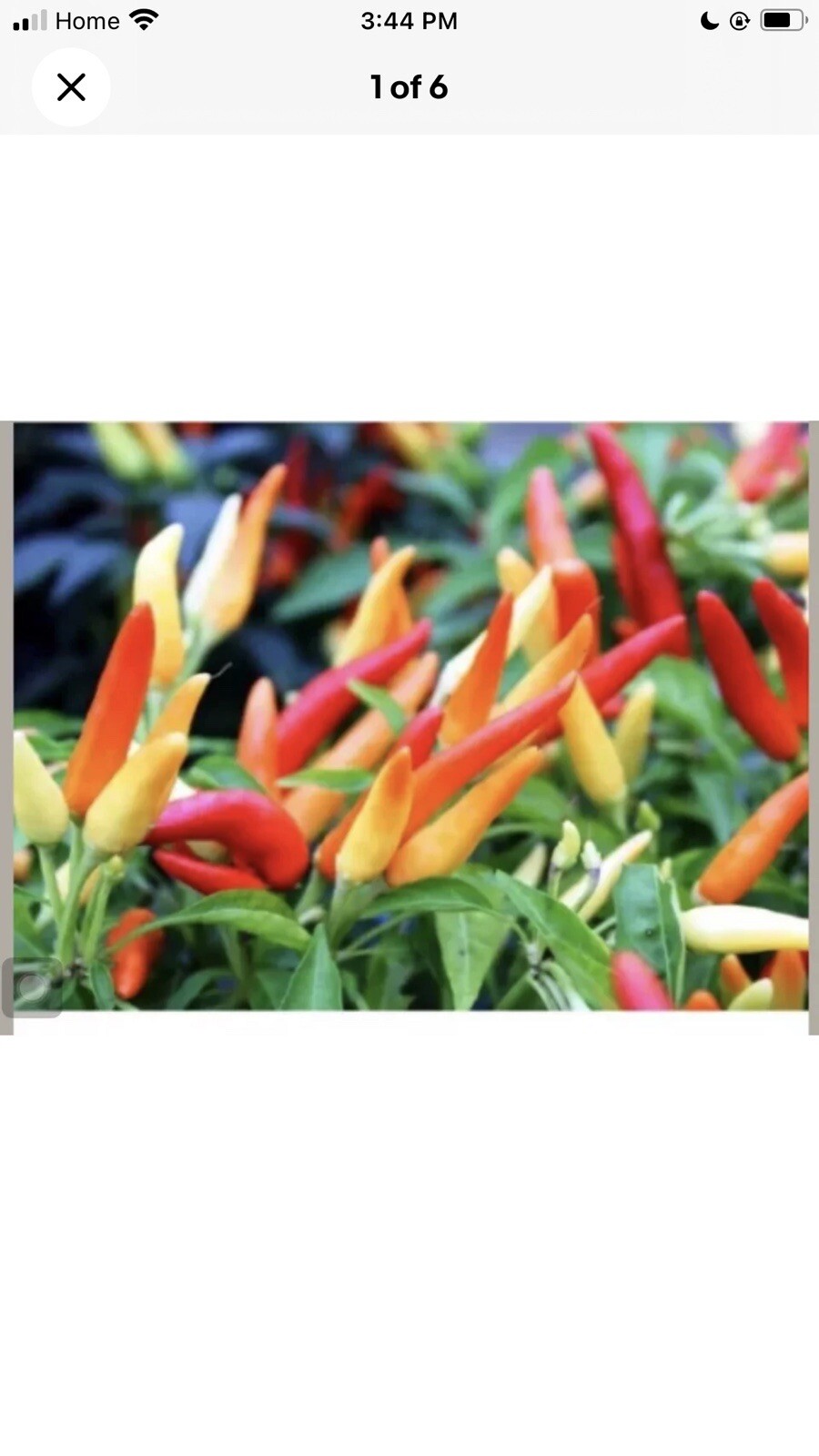 Thai red chili hot Pepper Seeds organiclly grown – ớt hiểm 30 Seeds