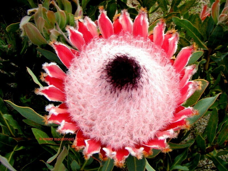 10 Queen (Protea magnifica) Seeds Rare South African “Woolly Beard” Flower