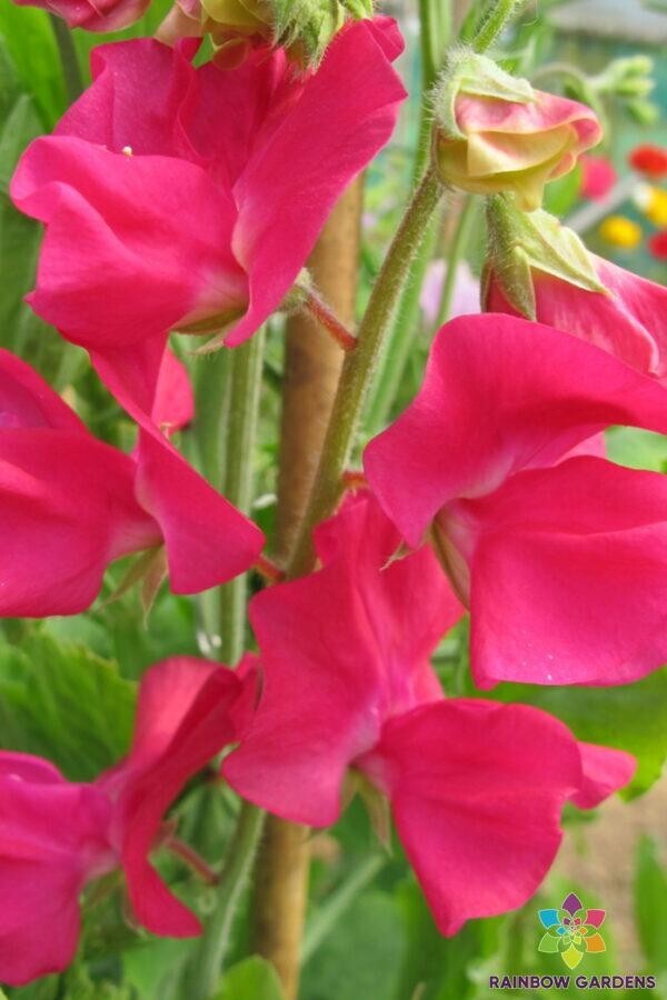 50+ San Jose Semi-Dwarf Sweet Pea Seeds for Garden – USA – FREE SHIPPING!