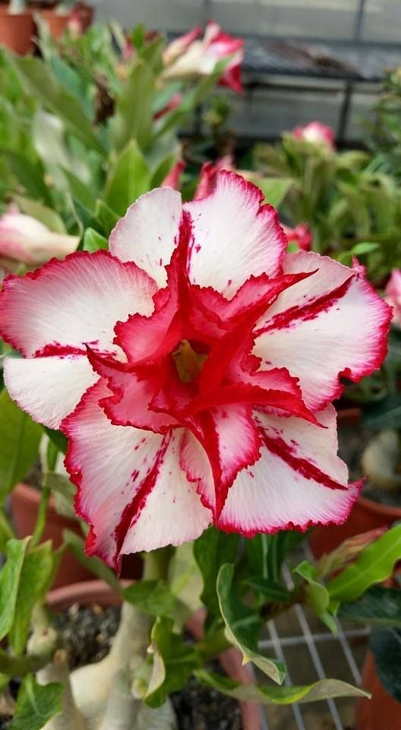 4 Seeds Adenium Obesum Desert Rose “White Red” Perennial Seed Flower