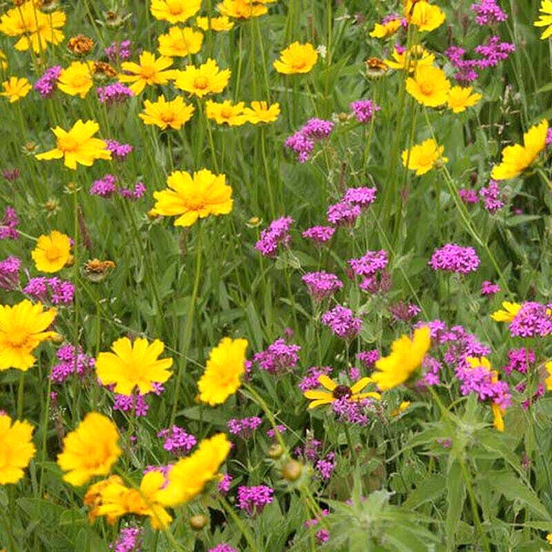 1000+ Annuals & Perennials WildFlower Mix Heirloom Pollinator Non-GMO Fresh Seed