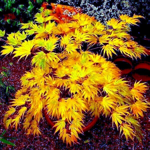10 “DWARF” Japanese Maple Tree Seeds (Mikawa yatsubusa) UNIQUE Hemp Herb Bonsai