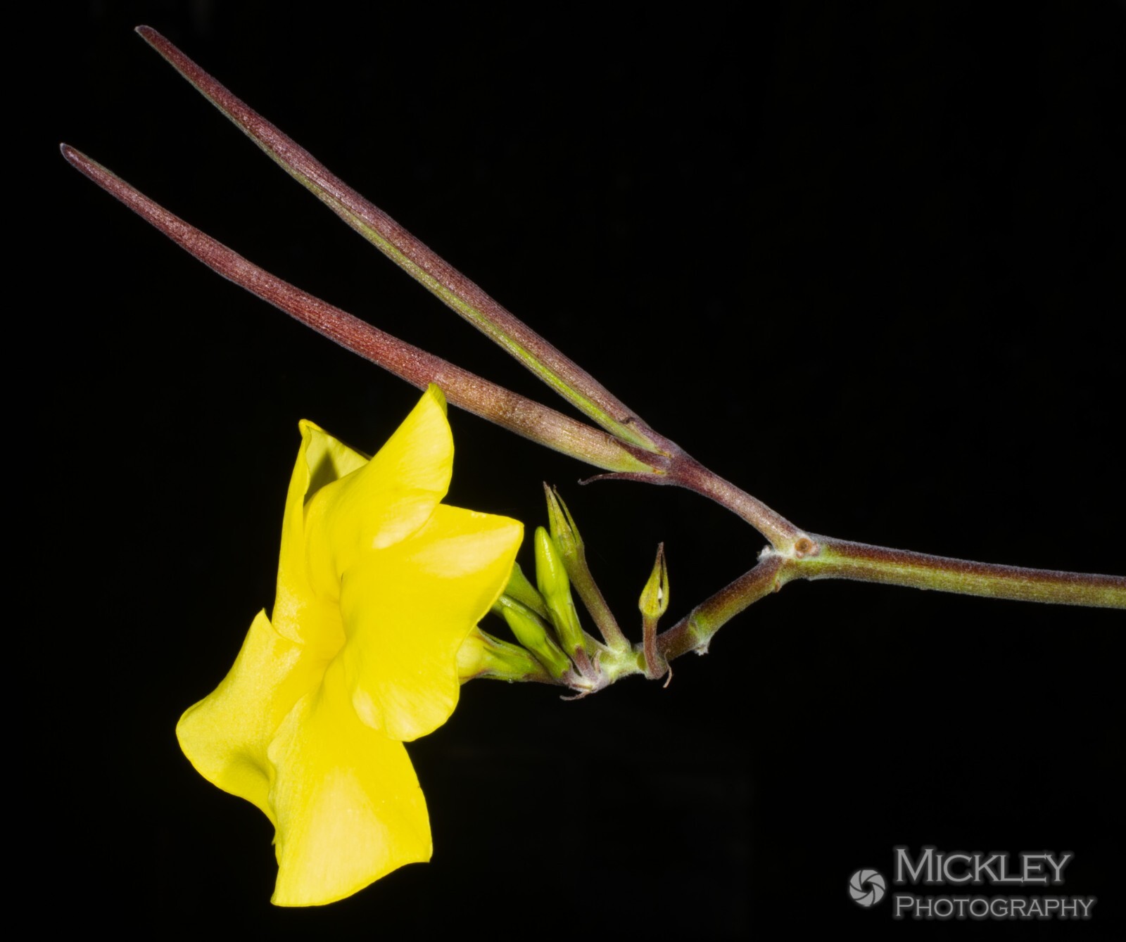 Pachypodium rosulatum, elephant’s foot plant, 5 seeds