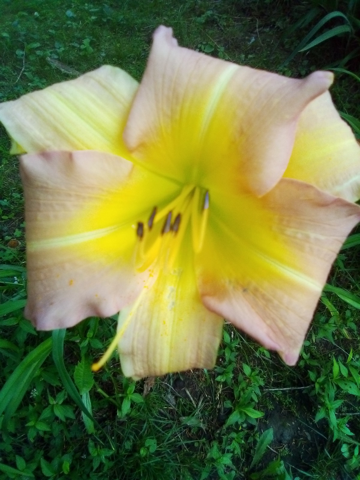 Daylily seeds ALL Kinds All Colors Perennial 35 plus seeds
