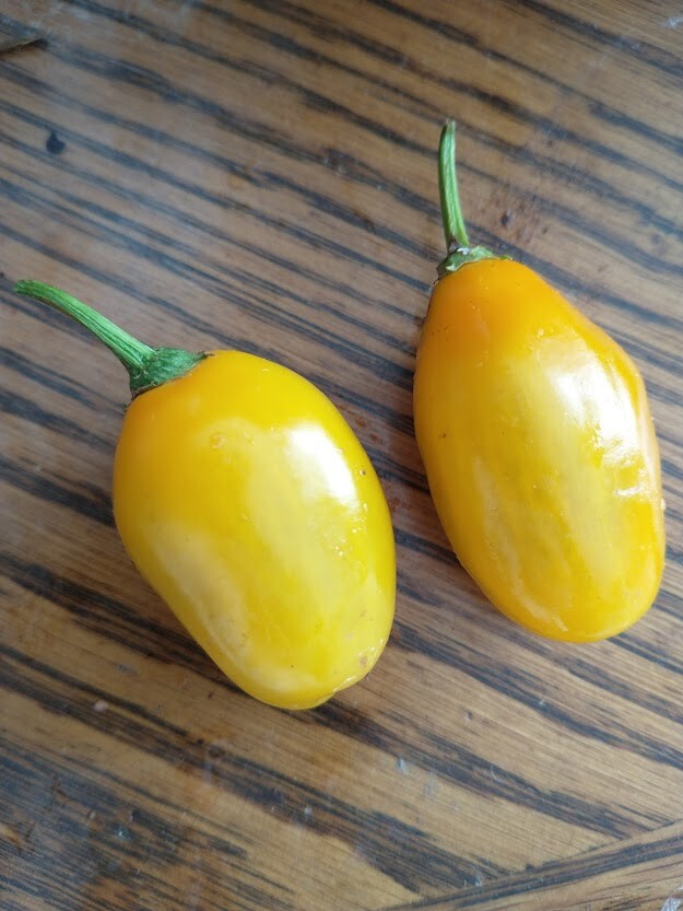 Honey Badger Manzano Chile pepper seeds (FREE SHIPPING to USA) (24)
