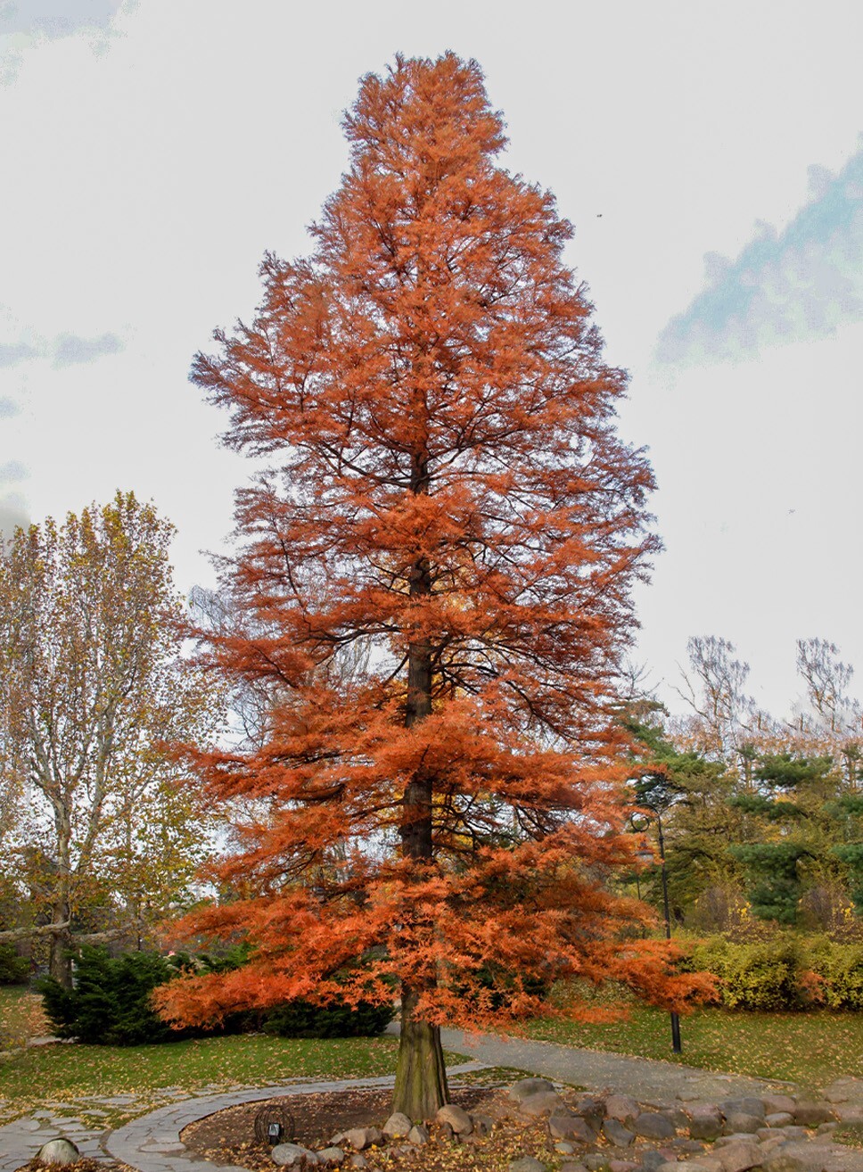Southern Bald Cypress Tree | Premium Seeds | Taxodium distichum ‘Fall’ | Plants’