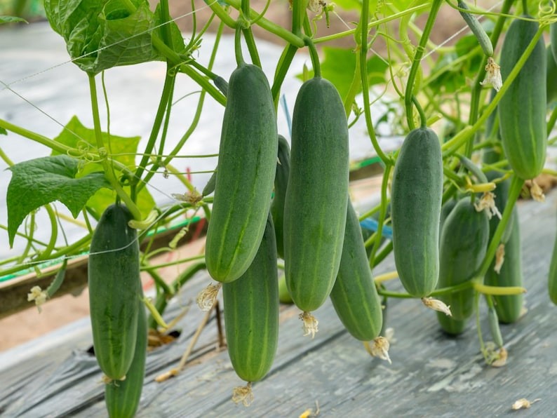 Marketer Cucumber Seeds – Organic & Non GMO – Heirloom – Grow Your Own Food