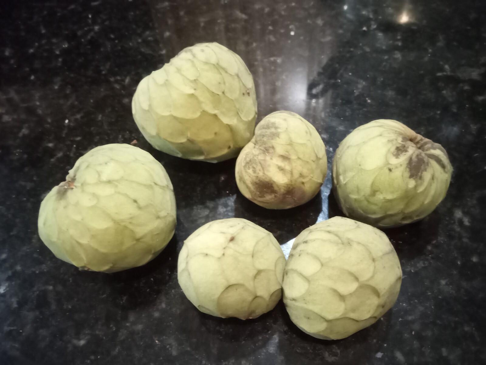 10 Organic Cherimoya/Custard Sugar Apple Tropical Fruit Seeds.US grown seeds.
