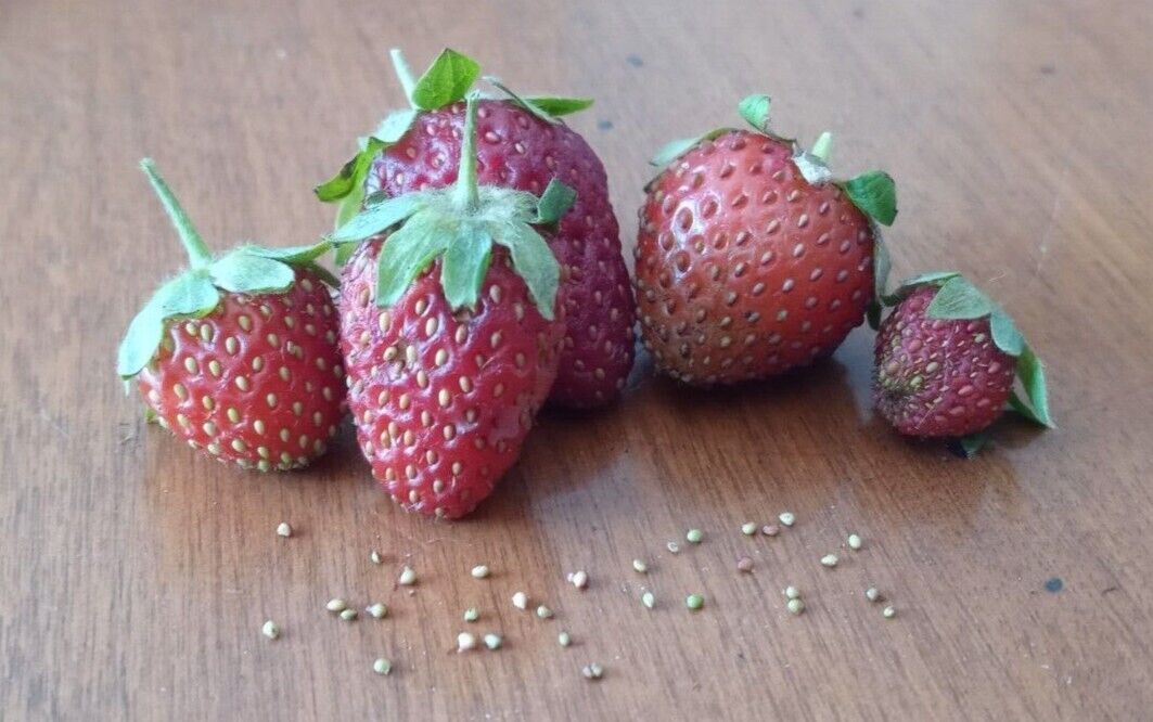 All Natural Michigan Wild Perennial Strawberry Seeds