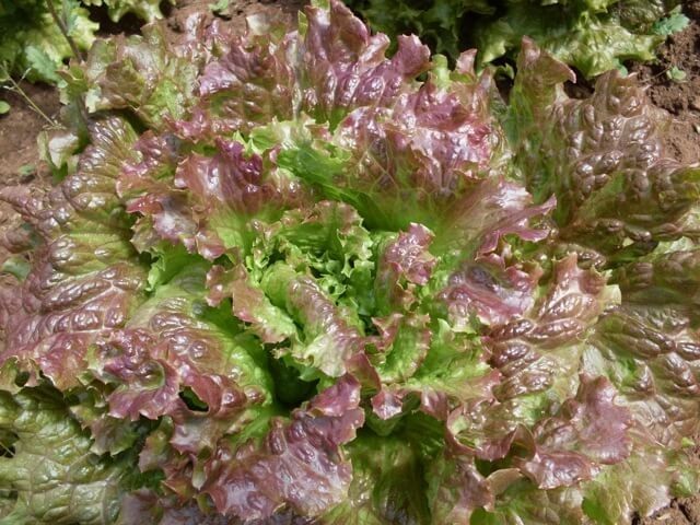 2g Freshly Harvested Premium Red Sails Loose Leaf Lettuce Seeds-A 58