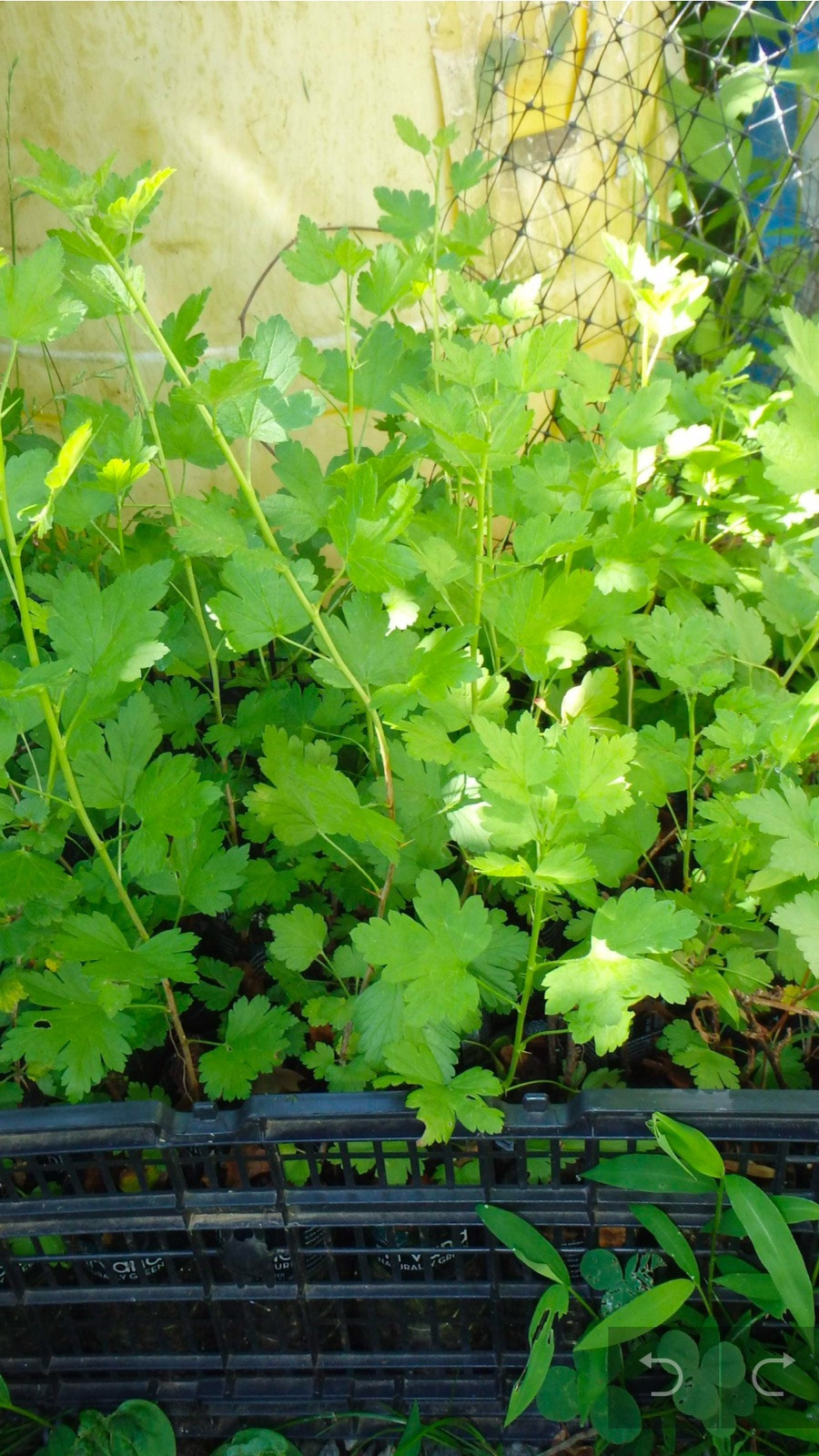 Pixwell Gooseberry, (Ribes Pixwell) well rooted starter plant 8-12 inches tall