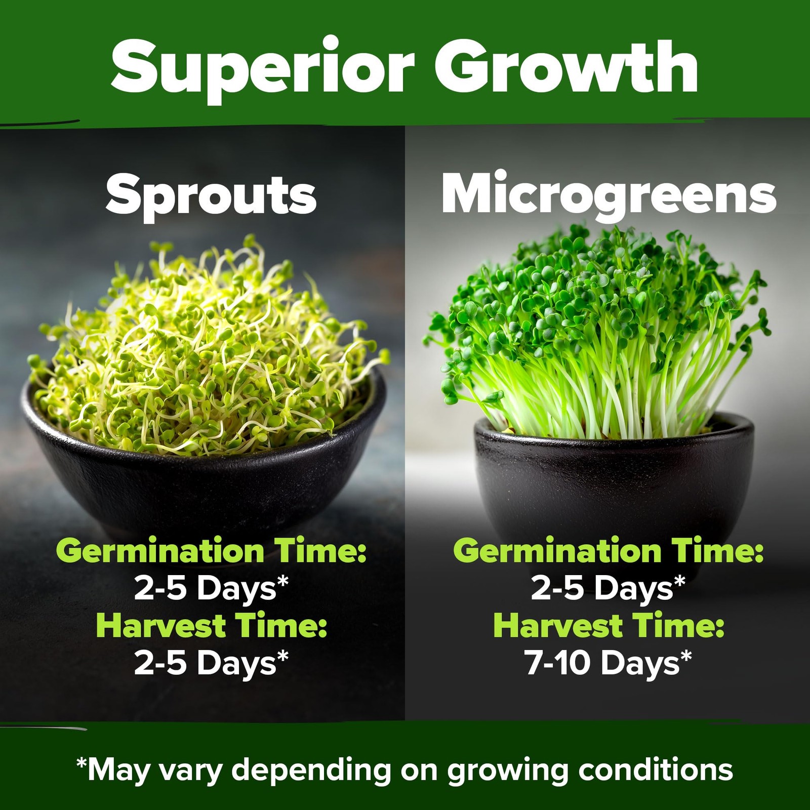 Broccoli Seeds 8 oz Bulk Heirloom NonGMO, High Germination, Sulforaphane Rich…