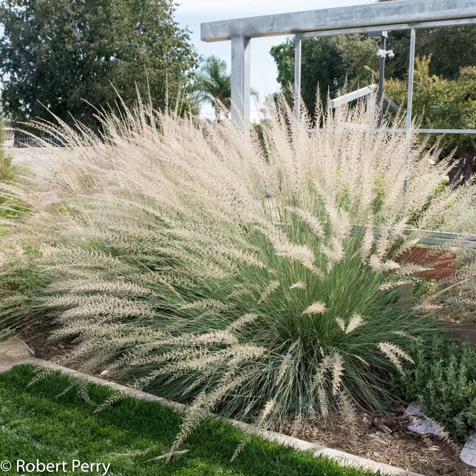 Muhly Grass Muhlenbergia Lindheimer Seeds Free Shipping!
