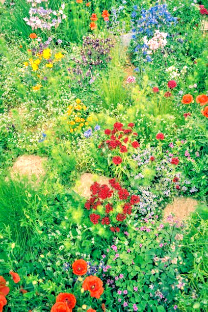 200 MCKANA GIANTS COLUMBINE SEED MIX | 2026 SALES FREE SHIPPING NON GMO