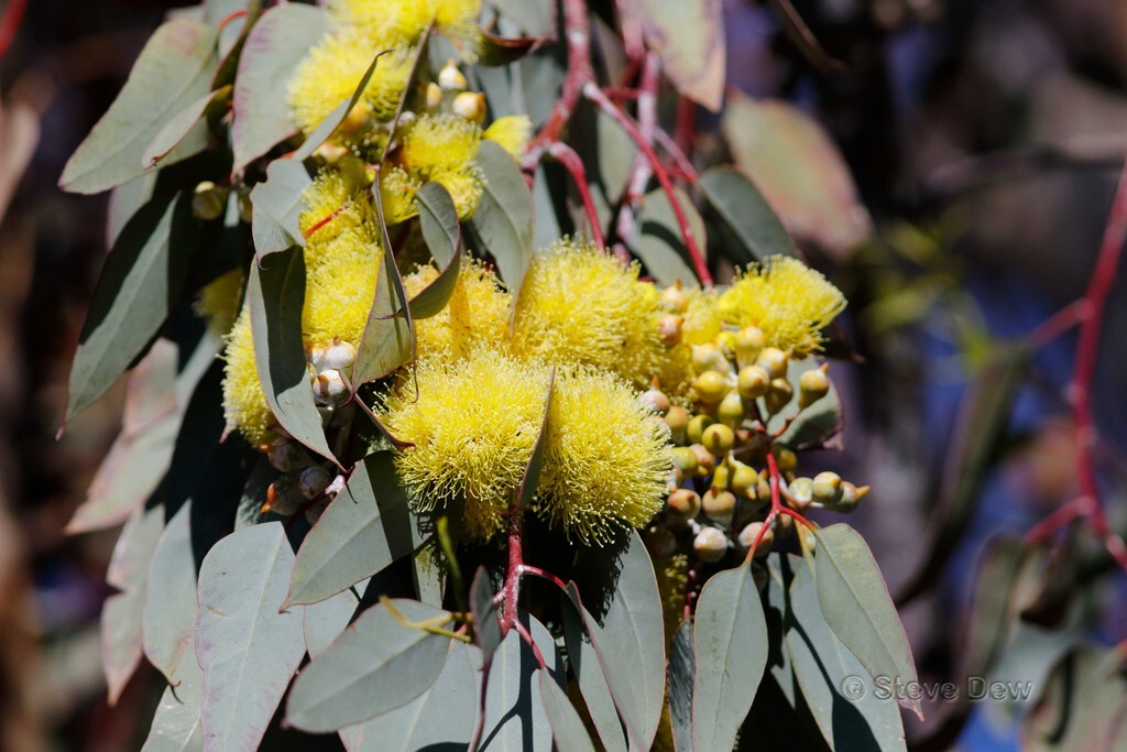 20+ Eucalyptus woodwardii Seeds – ‘Gungurra’, ‘Lemon-flowered Mallee’
