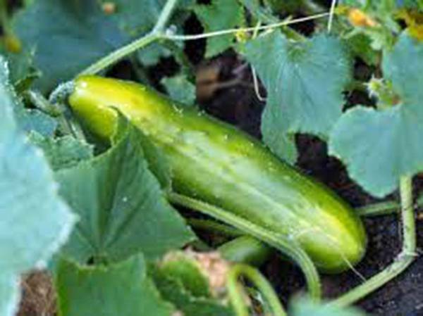 CUCUMBER SEED, MARKETER, HEIRLOOM, NON GMO, 25+ SEEDS, GARDEN CUCUMBER