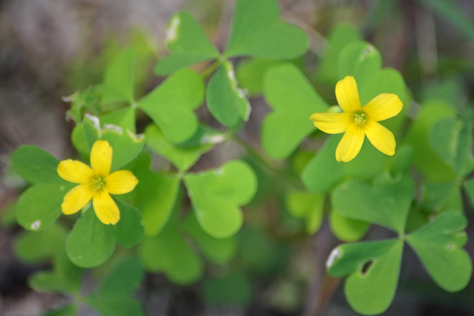 WILD & CLEAN!Oxalis Stricta Yellow Wood Sorrel 2024 Seeds~Lemon Clover*Sourgrass