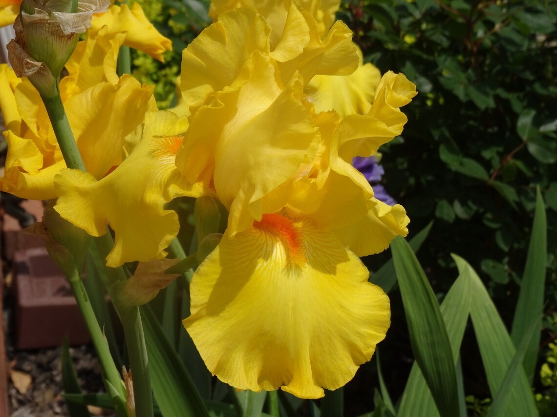 Tall bearded iris bulb Rhizome Pure as Gold rich deep yellow orange