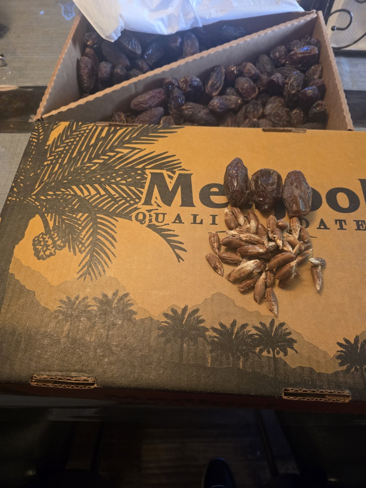 Medjool Dates 50 SEEDS ONLY