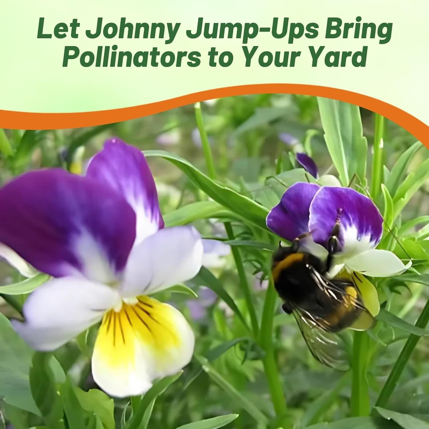 Johnny Jump Up Wildflower Seeds – 5000 Multi-Colored Blooms for Any Garden
